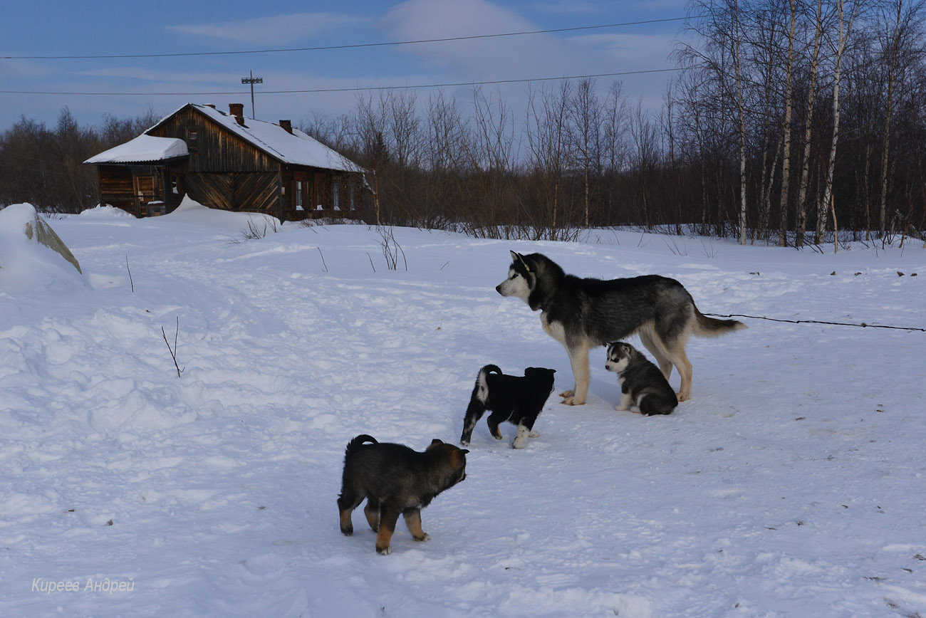 Yamal (Ямал)